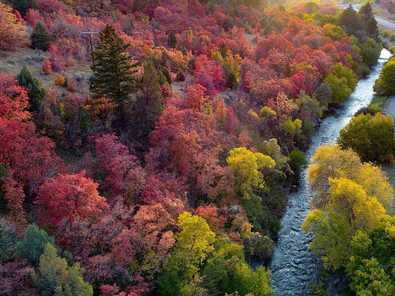 An aerial look at trees and a river in Logan Canyon, as the leaves change colors.