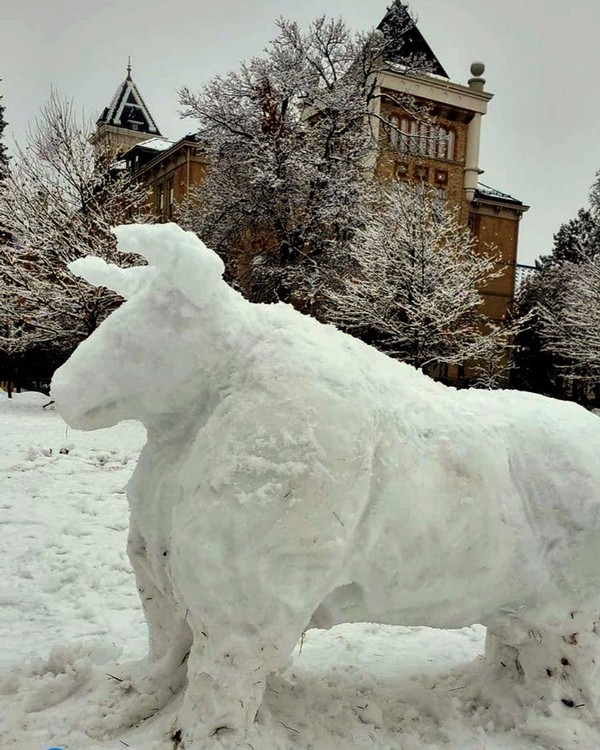 A bull, sculpted out of snow sits on the quad in front of Old Main.