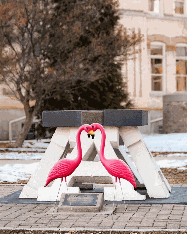 Two plastic flamingos posed in front of the block 