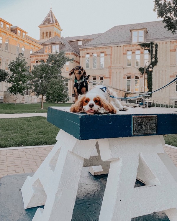 Two puppies sit atop the Block A at Old Main