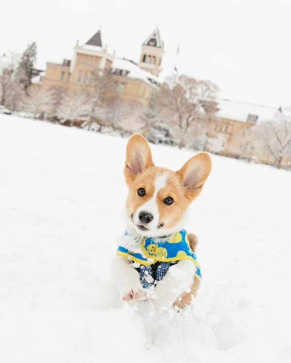 A welsh corgi runs through snow on the quad in front of Old Main.