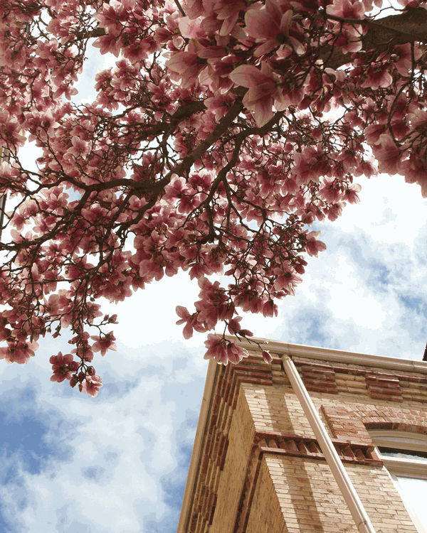 Magnolia blossoms on a tree near Old Main.