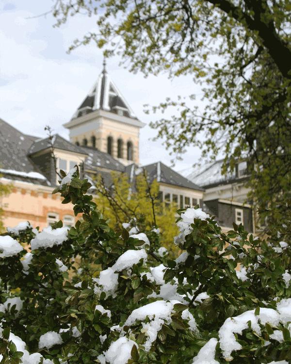 Snow covered bushes with Old Main Tower in the background.
