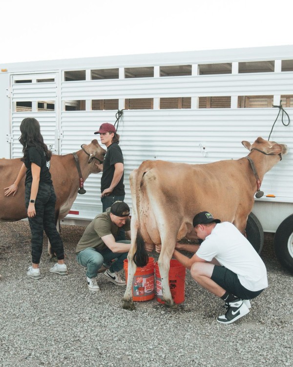 USU students milk a cow