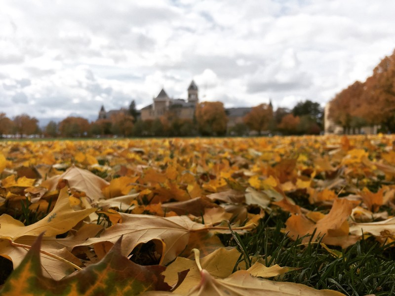 Yellow leaves on the Quad with Old Main in the distance.
