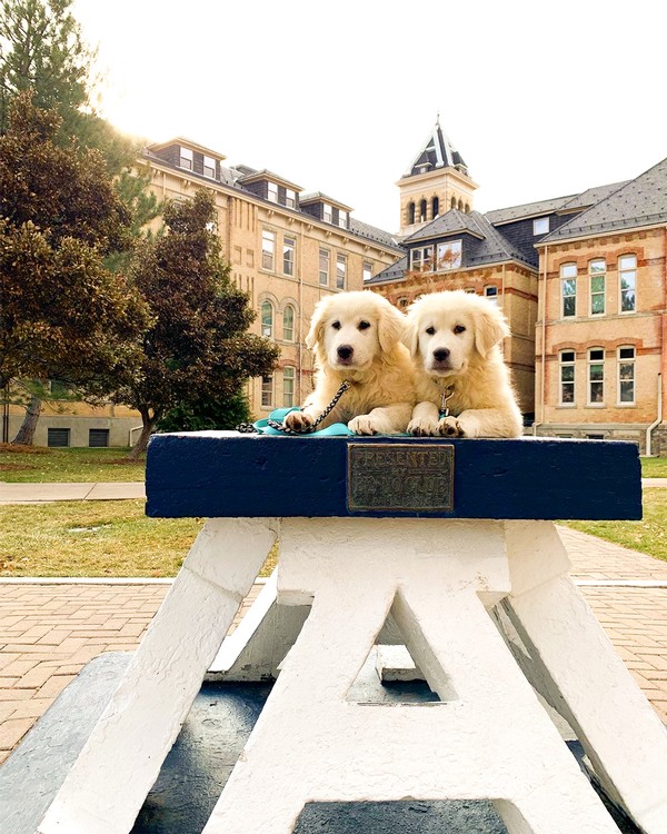 Two puppies sitting on the Block A