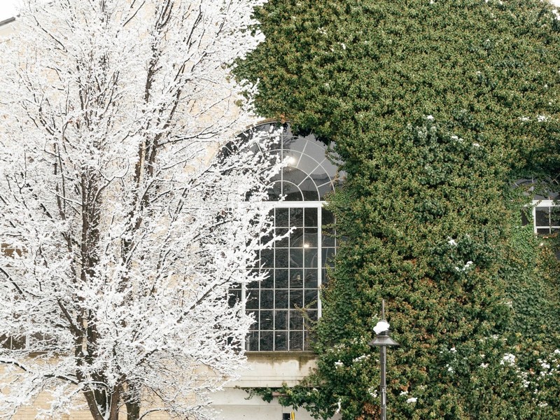 Green ivy grows on the walls of the Nelson Field House, while a snow-covered tree sits in front.