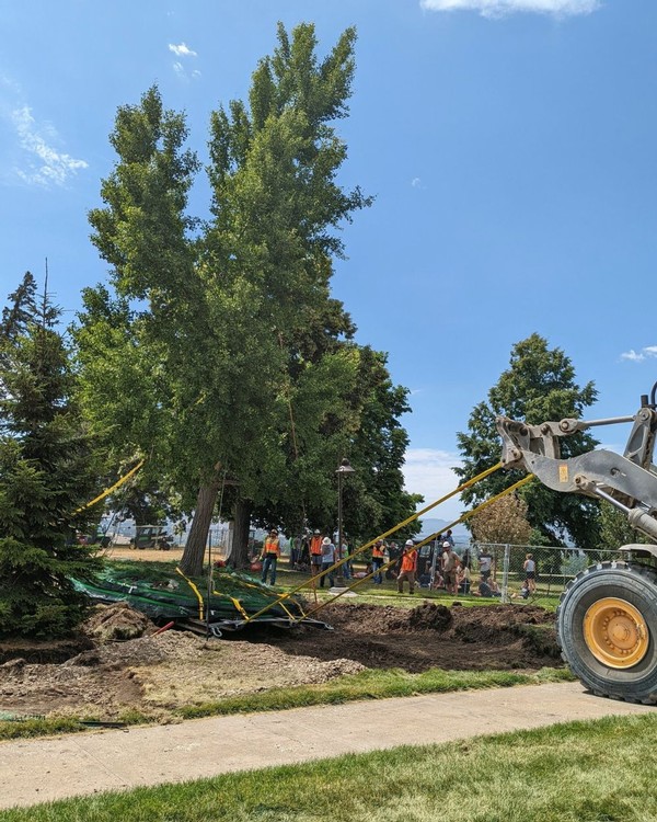A ginkgo tree is uprooted and pulled by a tractor across grass