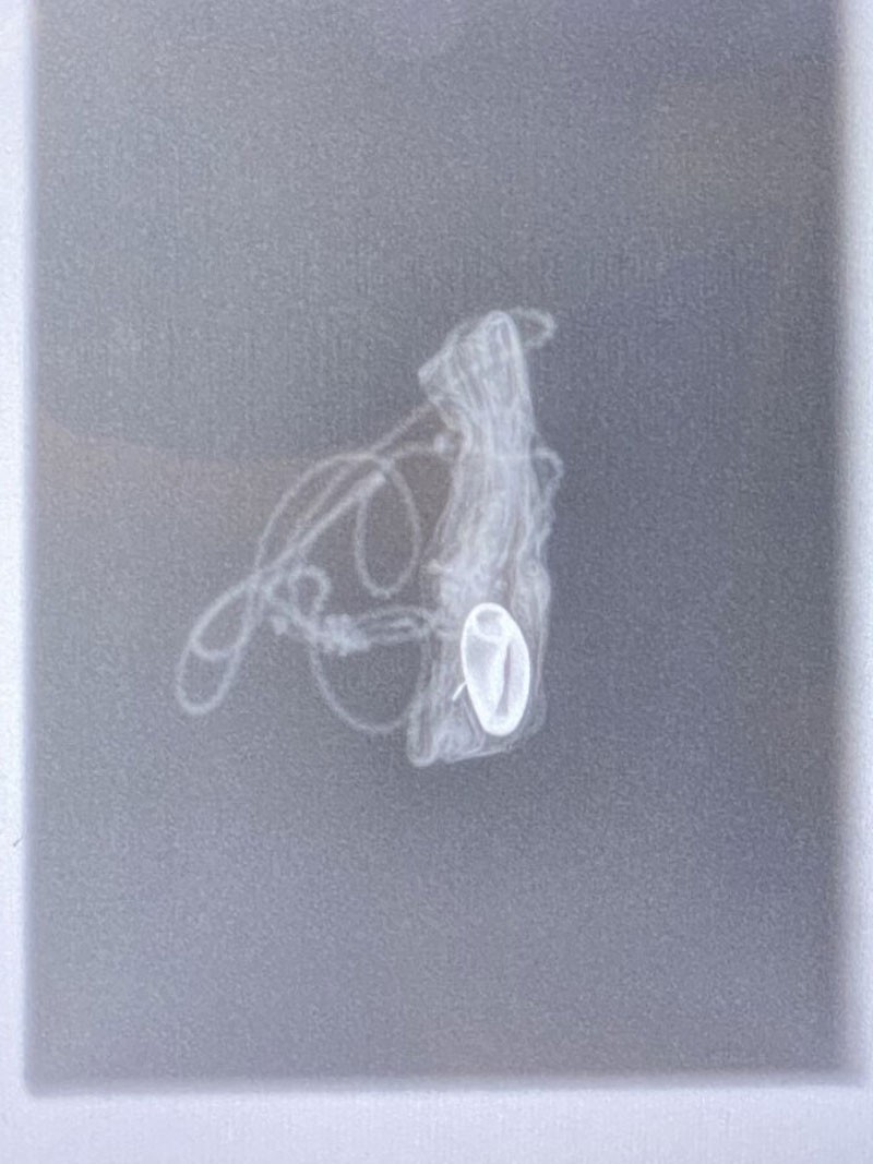 A black-and-white X-ray image shows a seashell inside an animal-skin pouch.