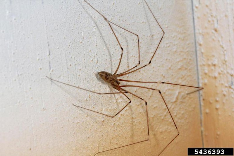 A cellar spider.