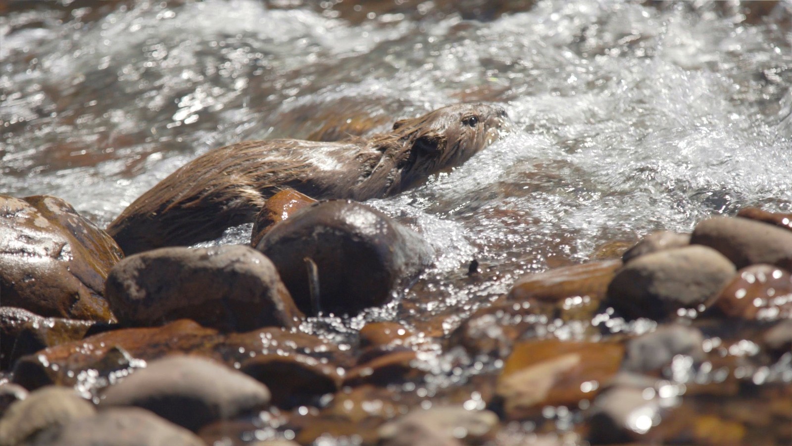A beaver swims upstream.