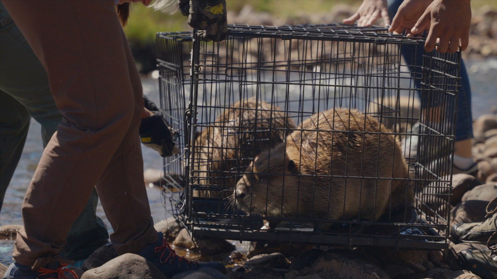 Two beavers sit in cages as workers carefully move them to a riverbank.