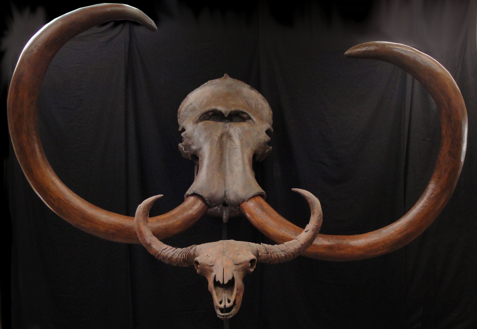 Horned and tusked animal skulls are displayed in the "Horns & Tusks" exhibit.