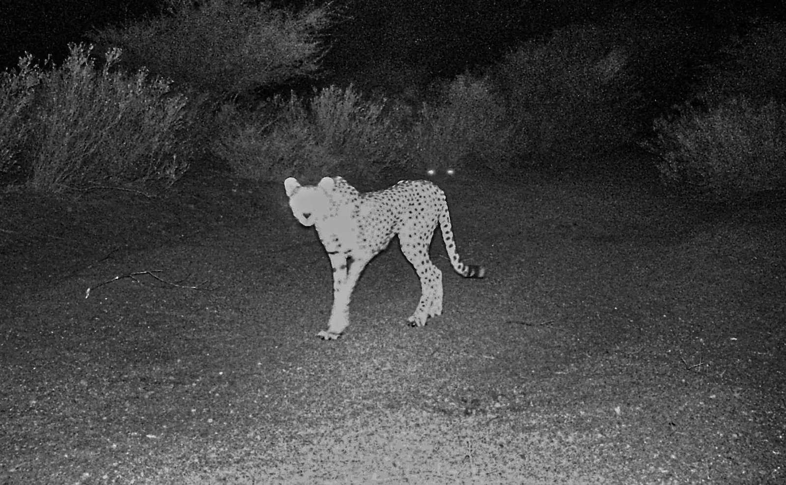 A black-and-white photograph of a cheetah.