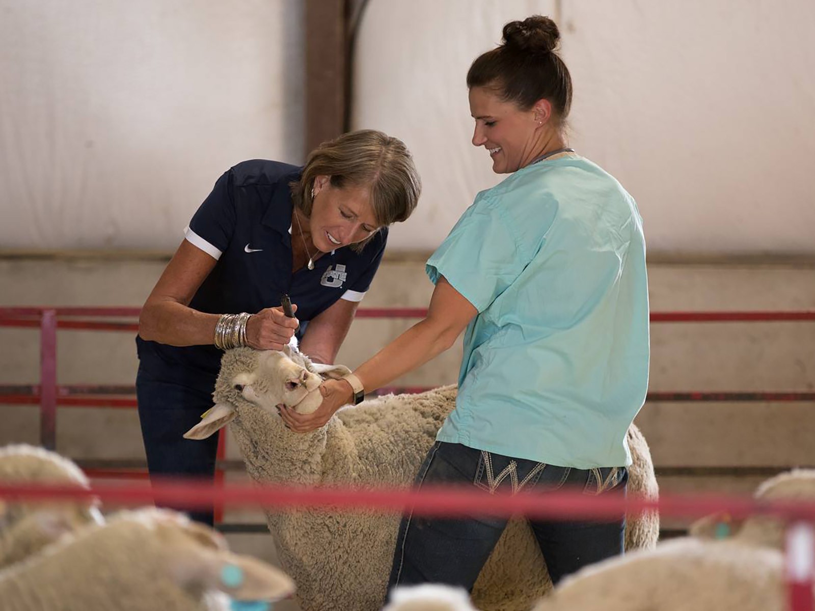 USU President Noelle Cockett holds a flashlight and examines the eye of a sheep.
